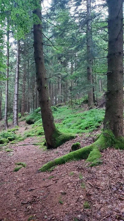 Stressless Aktivcard Bayerischer Wald Inklusive Sankt Englmar Deutschland